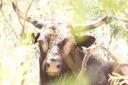 .. and bulls. This one charged